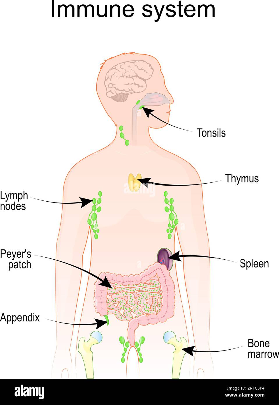 Immun- und Lymphsystem. Menschliche Anatomie. Menschliche Silhouette mit inneren Organen. Vektorposter Stock Vektor