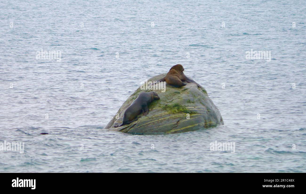 Seal auf dem Felsen in der Antarktis Stockfoto