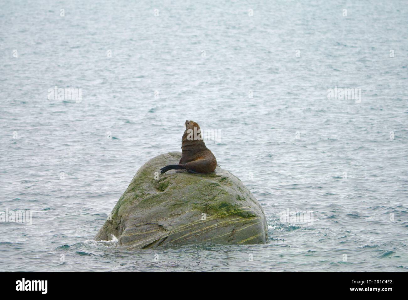 Seal auf dem Felsen in der Antarktis Stockfoto