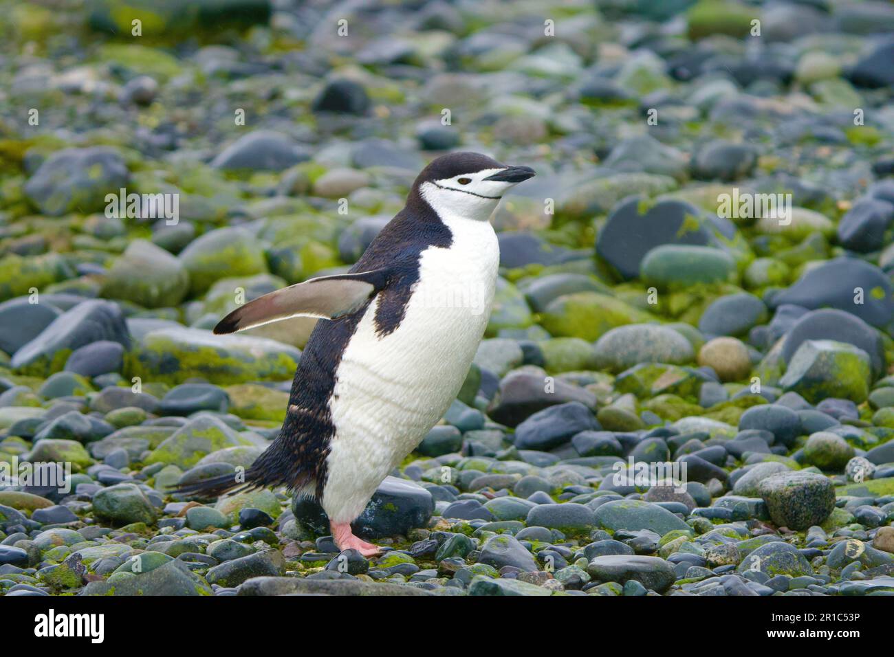 Kinnfänger-Pinguin in der Antarktis Stockfoto