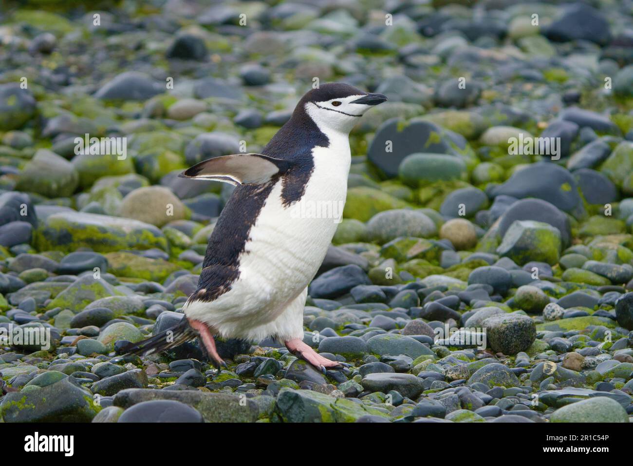 Kinnfänger-Pinguin in der Antarktis Stockfoto