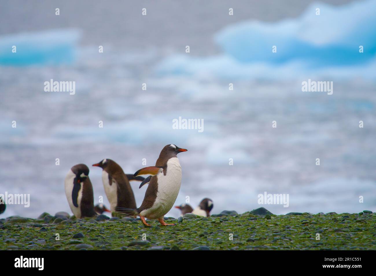 Gentoo-Pinguine im Yankee-Hafen Stockfoto