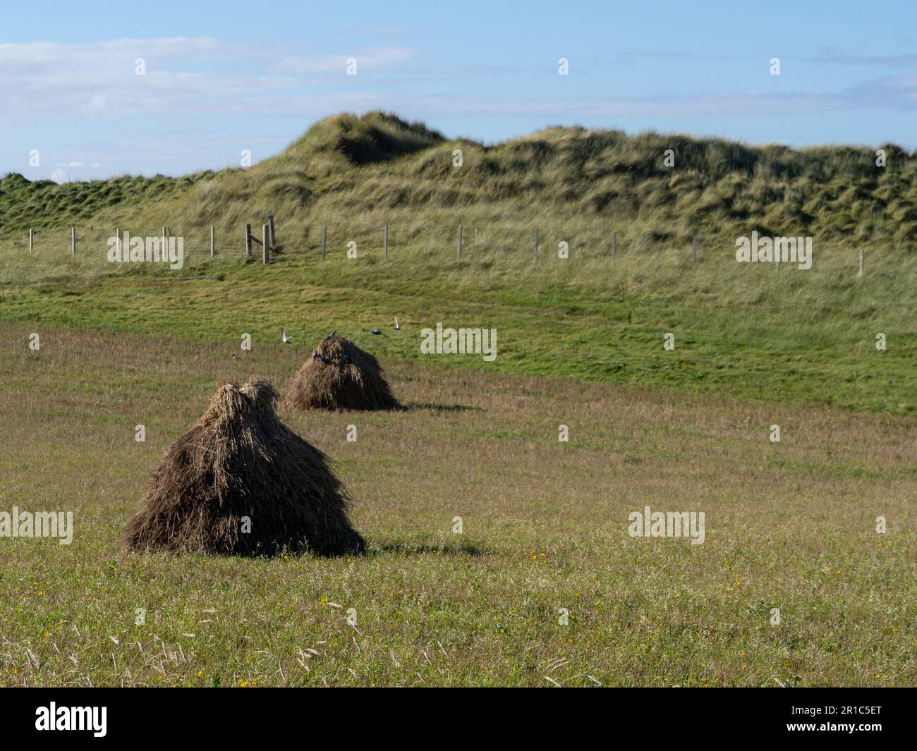 Traditionelle Bere Barley Stacks (Toitean) zur Erntezeit auf der Insel Benbecula in den Äußeren Hebriden, Schottland, Großbritannien Stockfoto