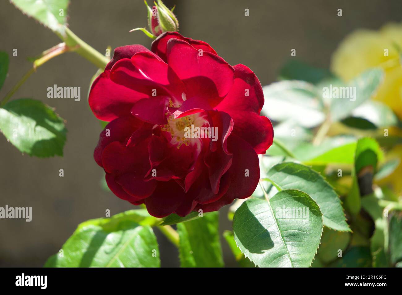 Rote Rose mit Liebe Stockfoto