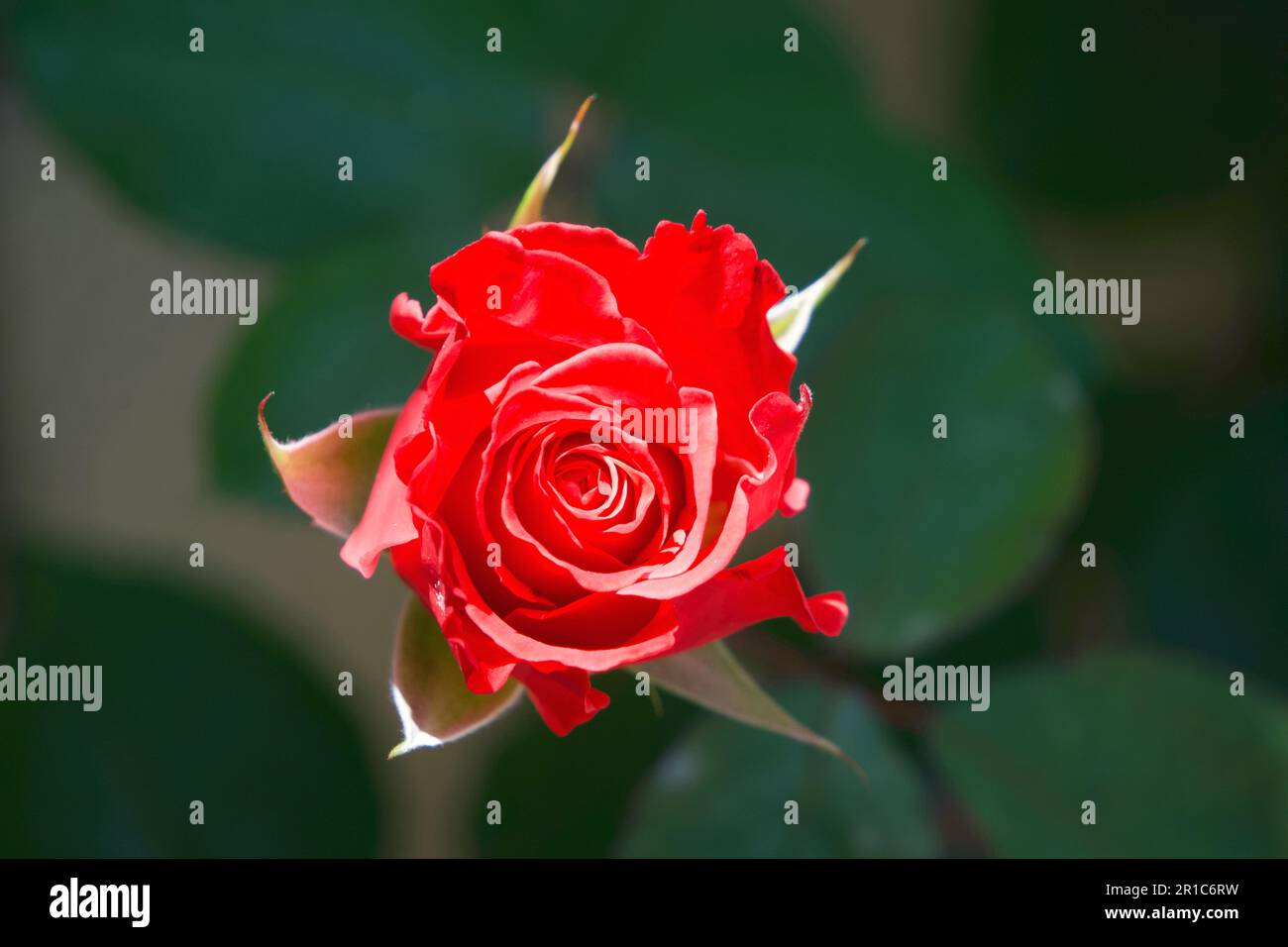 Rote Rose mit Liebe Stockfoto