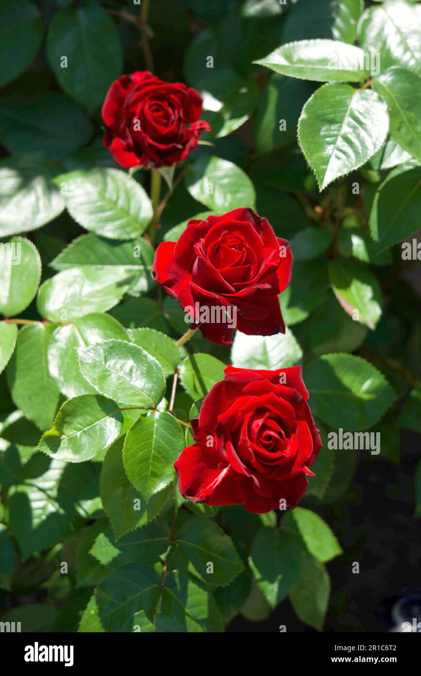 Rote Rose mit Liebe Stockfoto