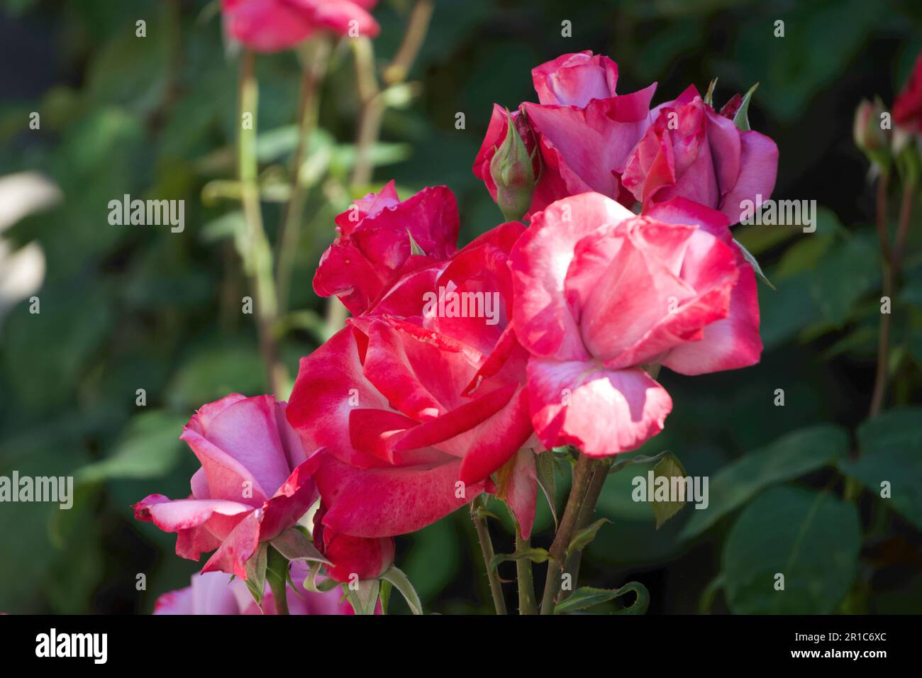 Rosa Rose, Rosa-violette Rosen im Garten Stockfoto