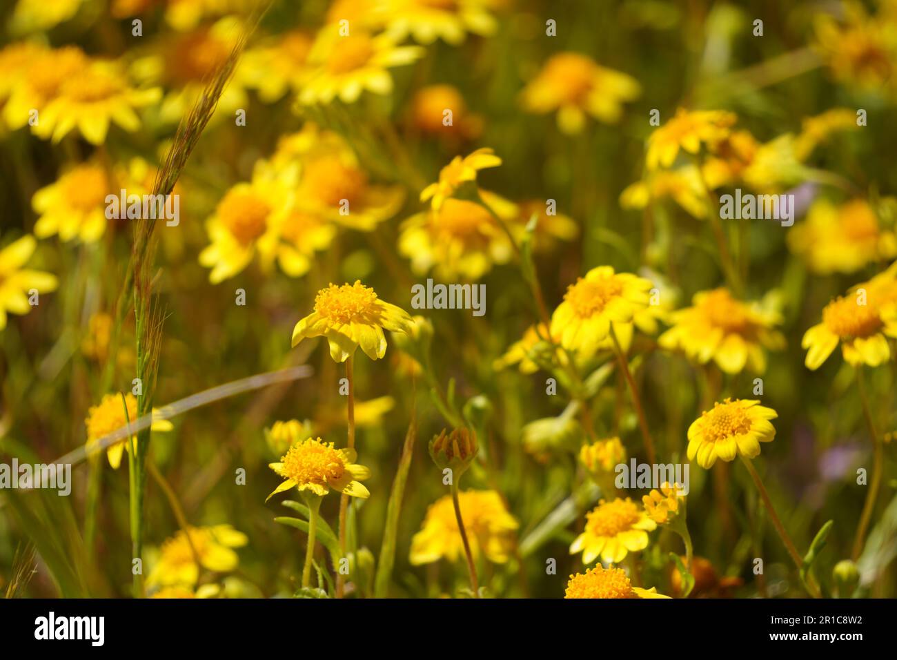 Llow Wild Flower Action Daisy blüht in Kalifornien Stockfoto