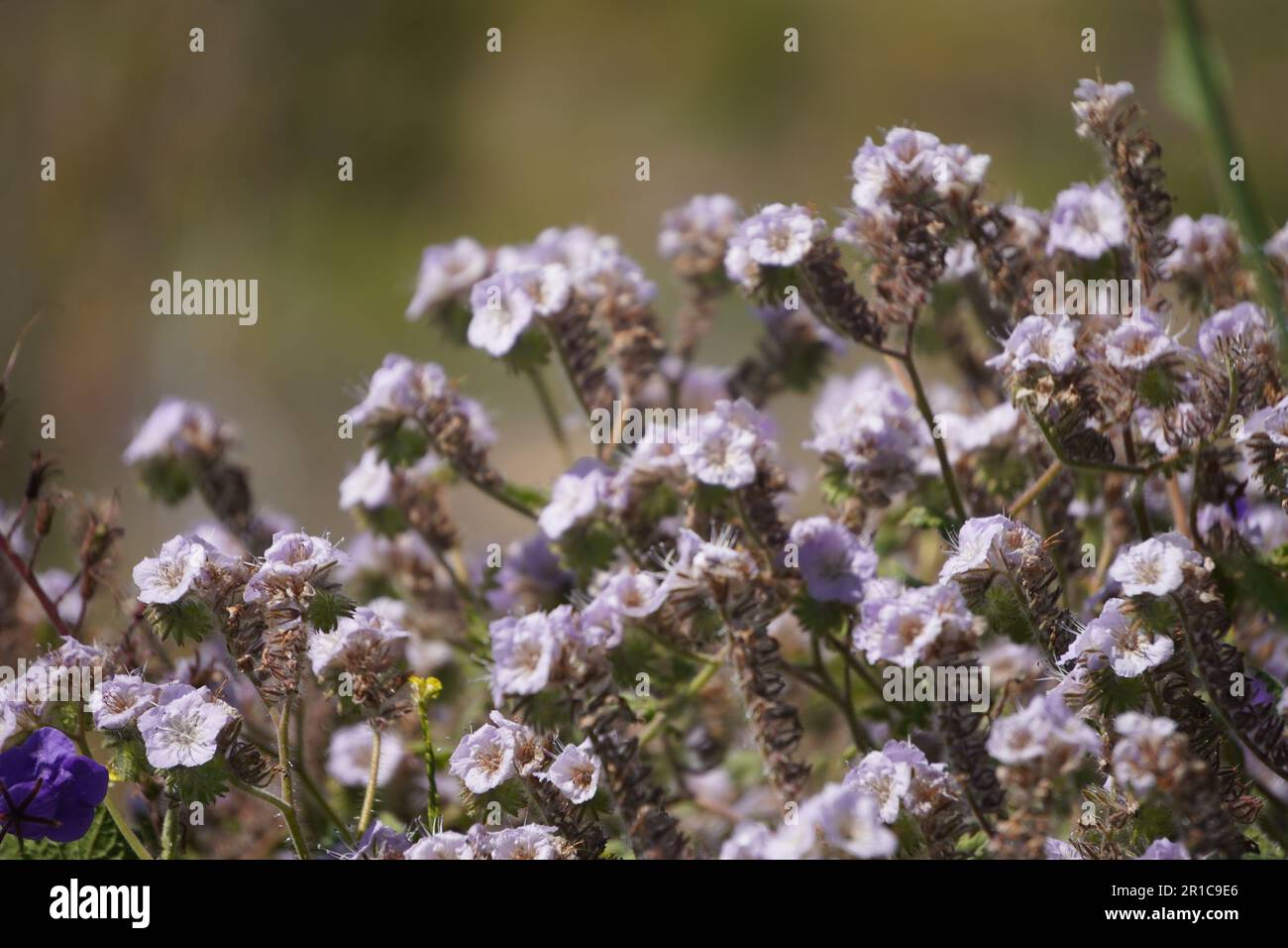 Rosa Wildblumen, Caterpillar Phacelia vom Diamond Valley Lake im Frühling Stockfoto