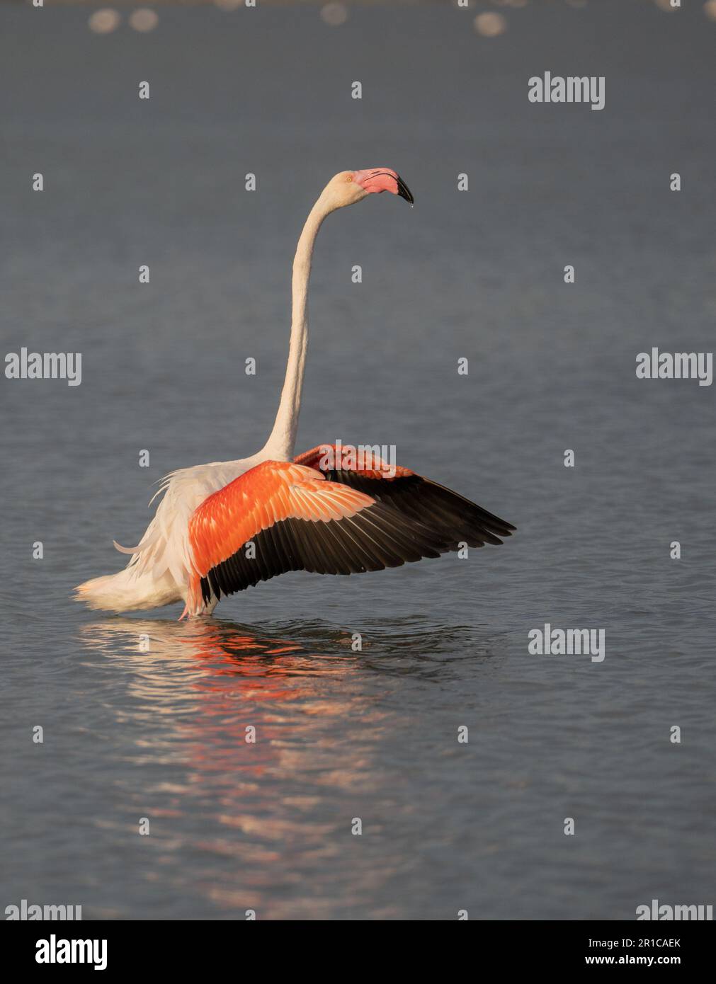 Nahaufnahme von erwachsenen rosa Flamingo in seiner natürlichen Umgebung, molentargius Cagliari, Südsardinien Stockfoto