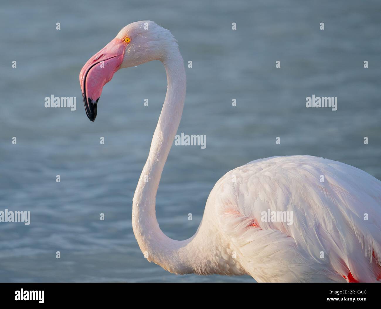 Nahaufnahme von erwachsenen rosa Flamingo in seiner natürlichen Umgebung, molentargius Cagliari, Südsardinien Stockfoto