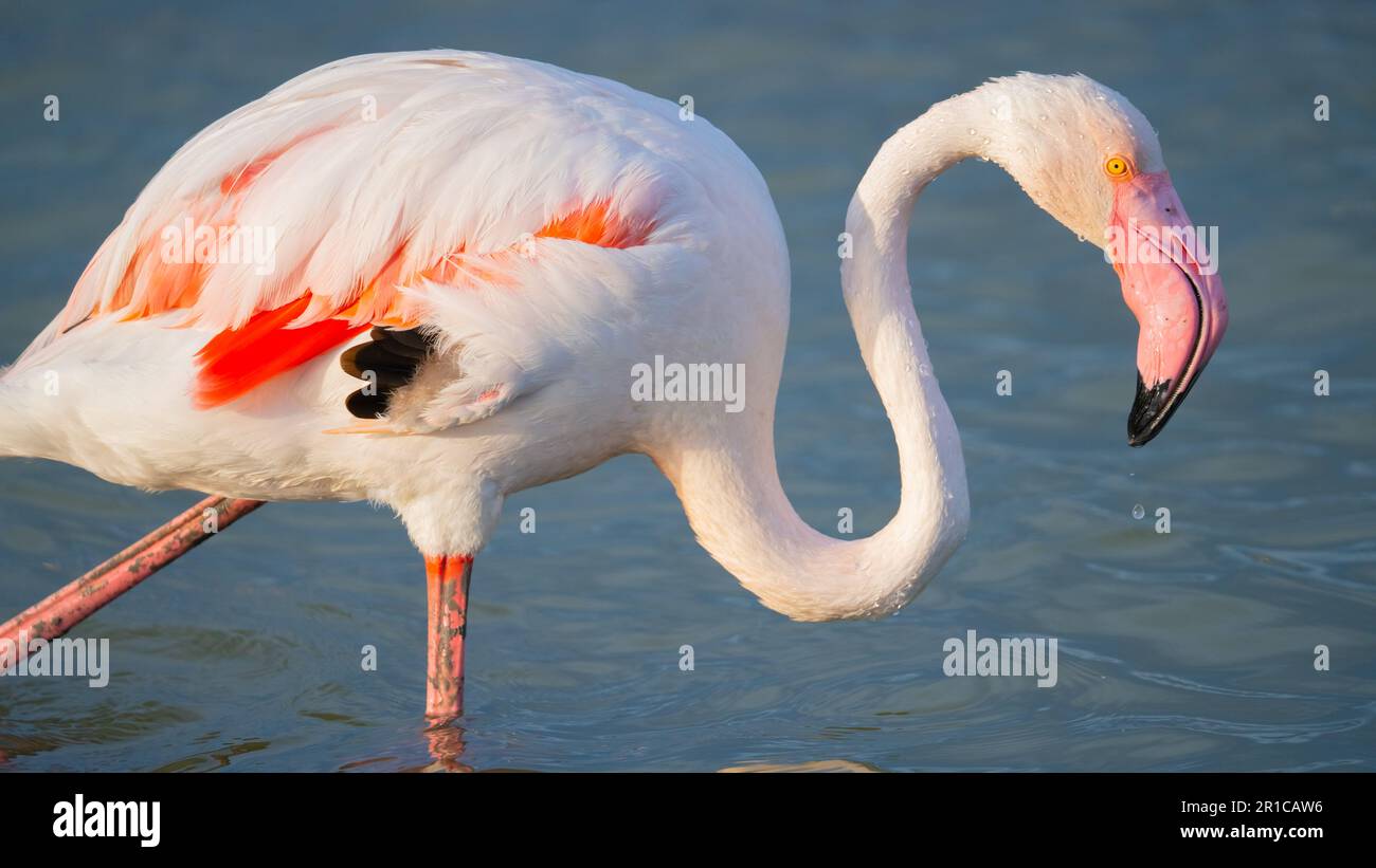 Nahaufnahme von erwachsenen rosa Flamingo in seiner natürlichen Umgebung, molentargius Cagliari, Südsardinien Stockfoto