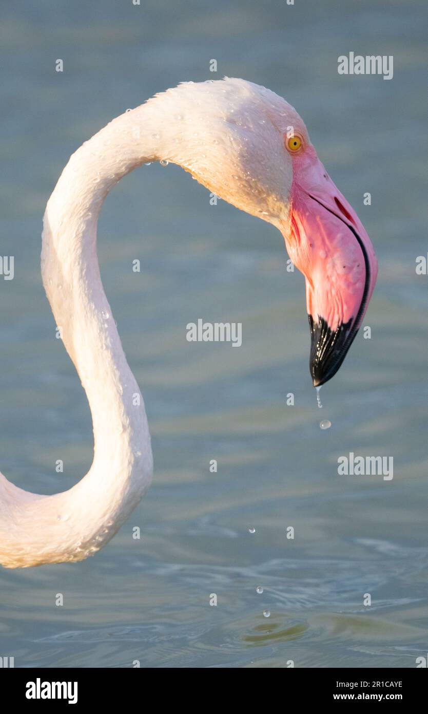 Nahaufnahme von erwachsenen rosa Flamingo in seiner natürlichen Umgebung, molentargius Cagliari, Südsardinien Stockfoto