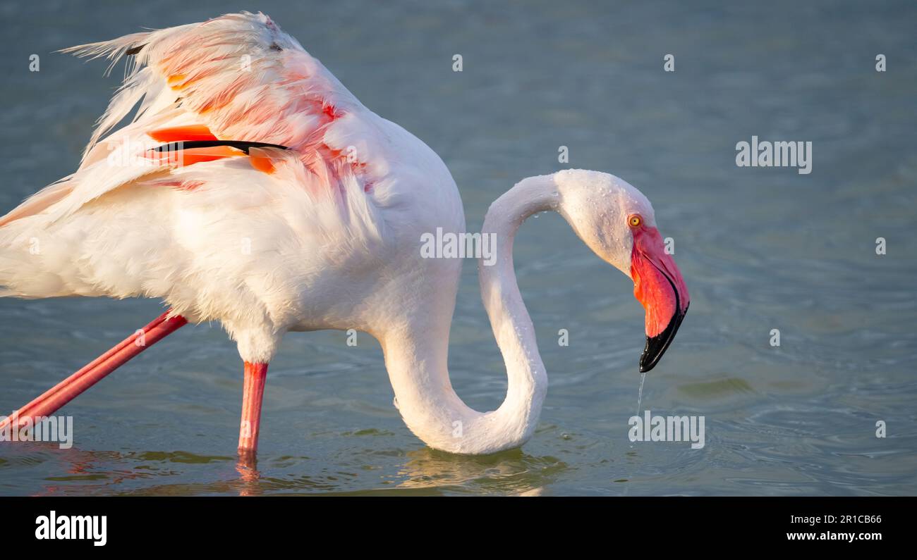 Nahaufnahme von erwachsenen rosa Flamingo in seiner natürlichen Umgebung, molentargius Cagliari, Südsardinien Stockfoto