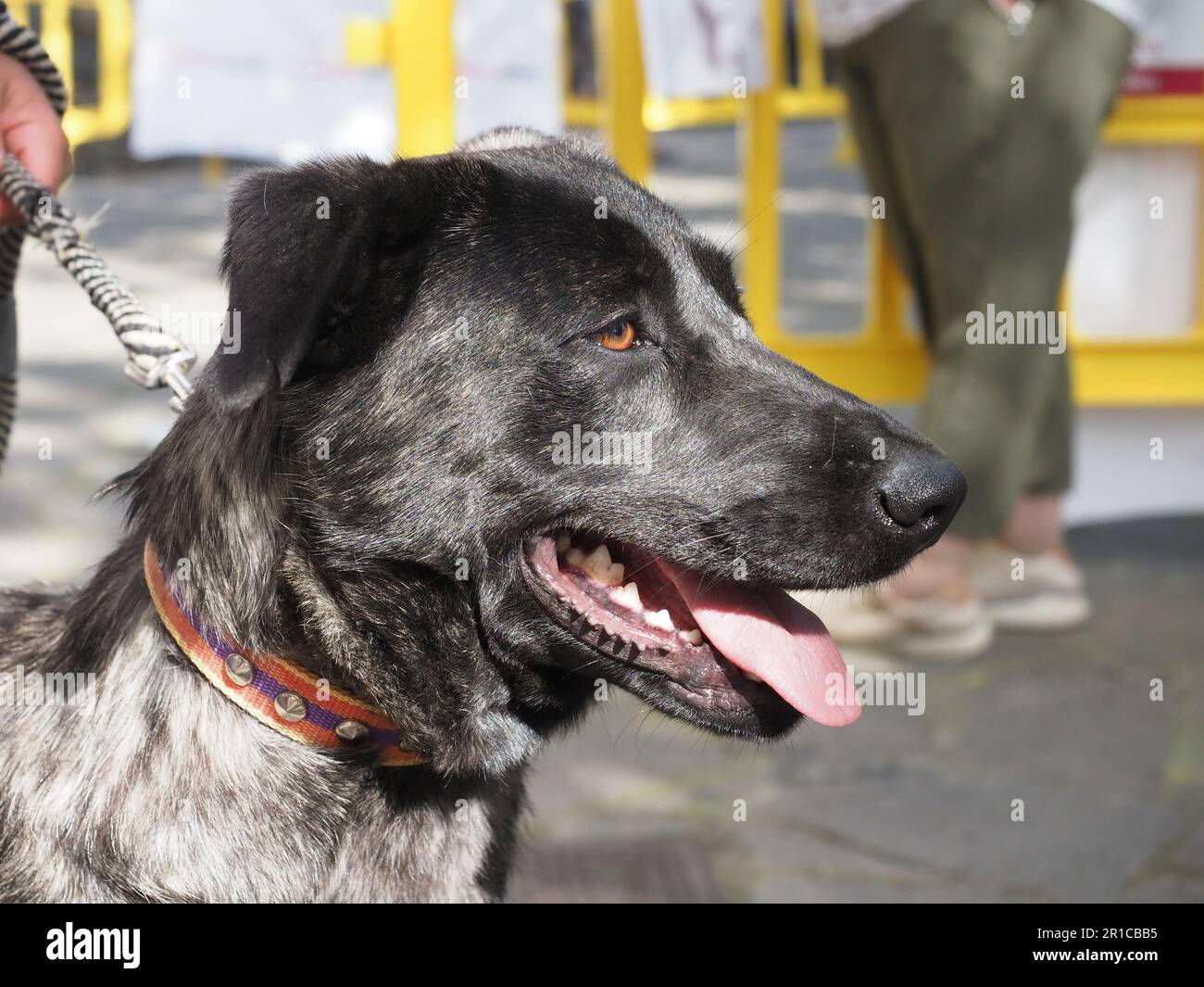 spanischer reinrassiger Majorero-Hund und einheimische Rasse der Kanarischen Inseln Stockfoto