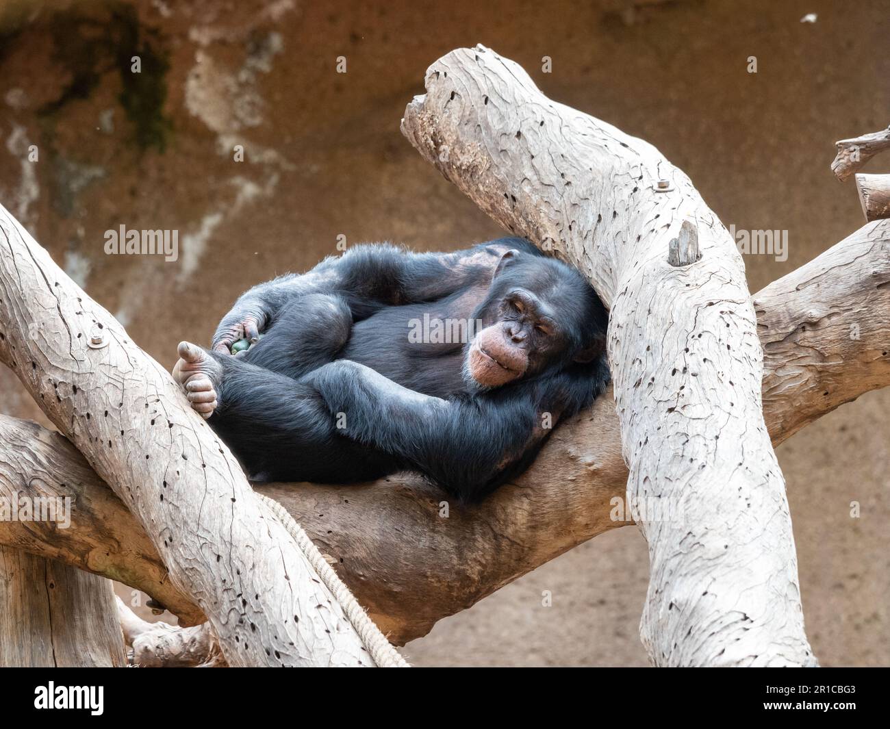 Ein erwachsener Schimpanse sitzt im Kofferraum Stockfoto