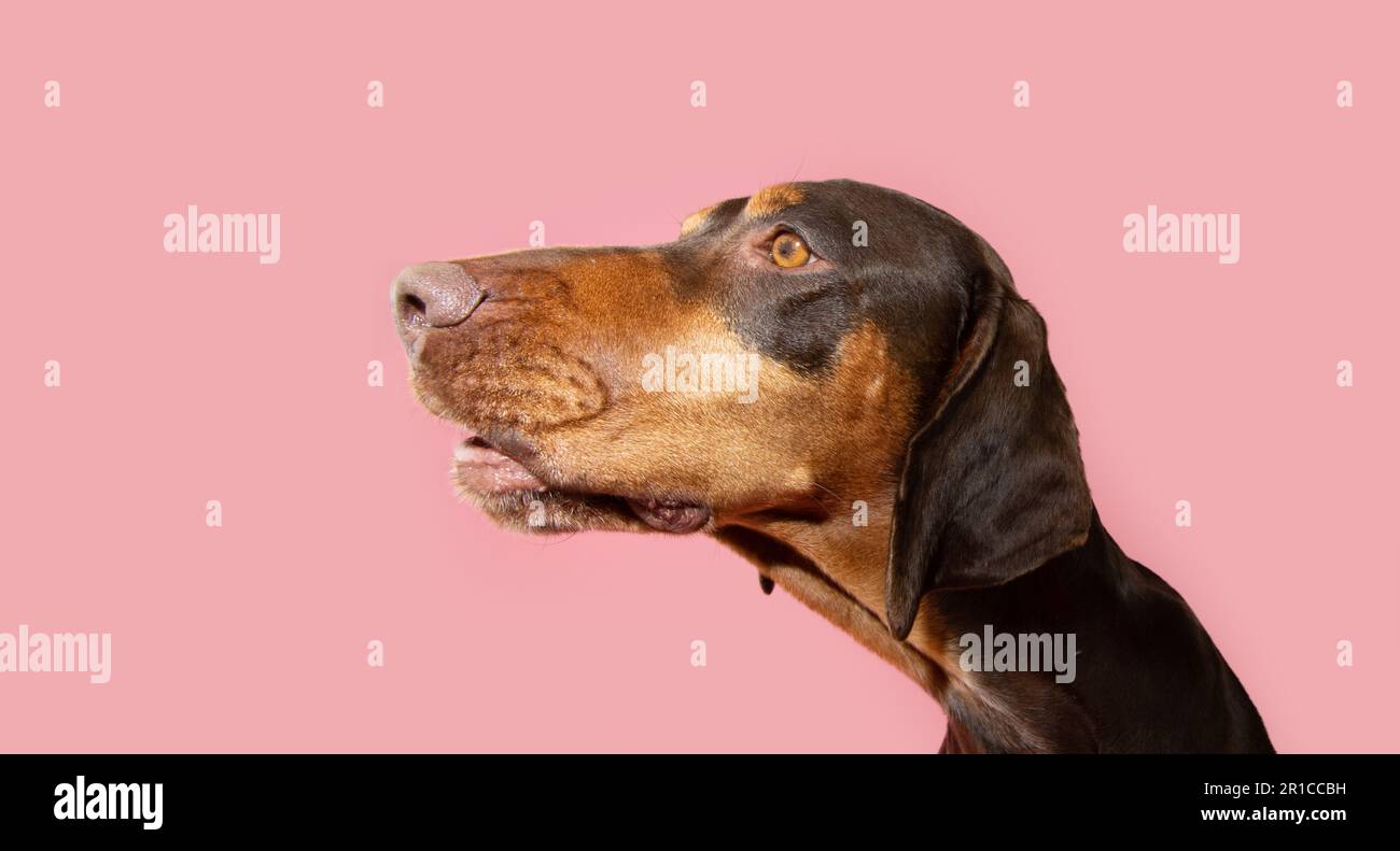 Das Profil war komisch, der überraschte Welpe Vizsla, der wegsieht. Isoliert auf pinkfarbenem Pastellhintergrund Stockfoto