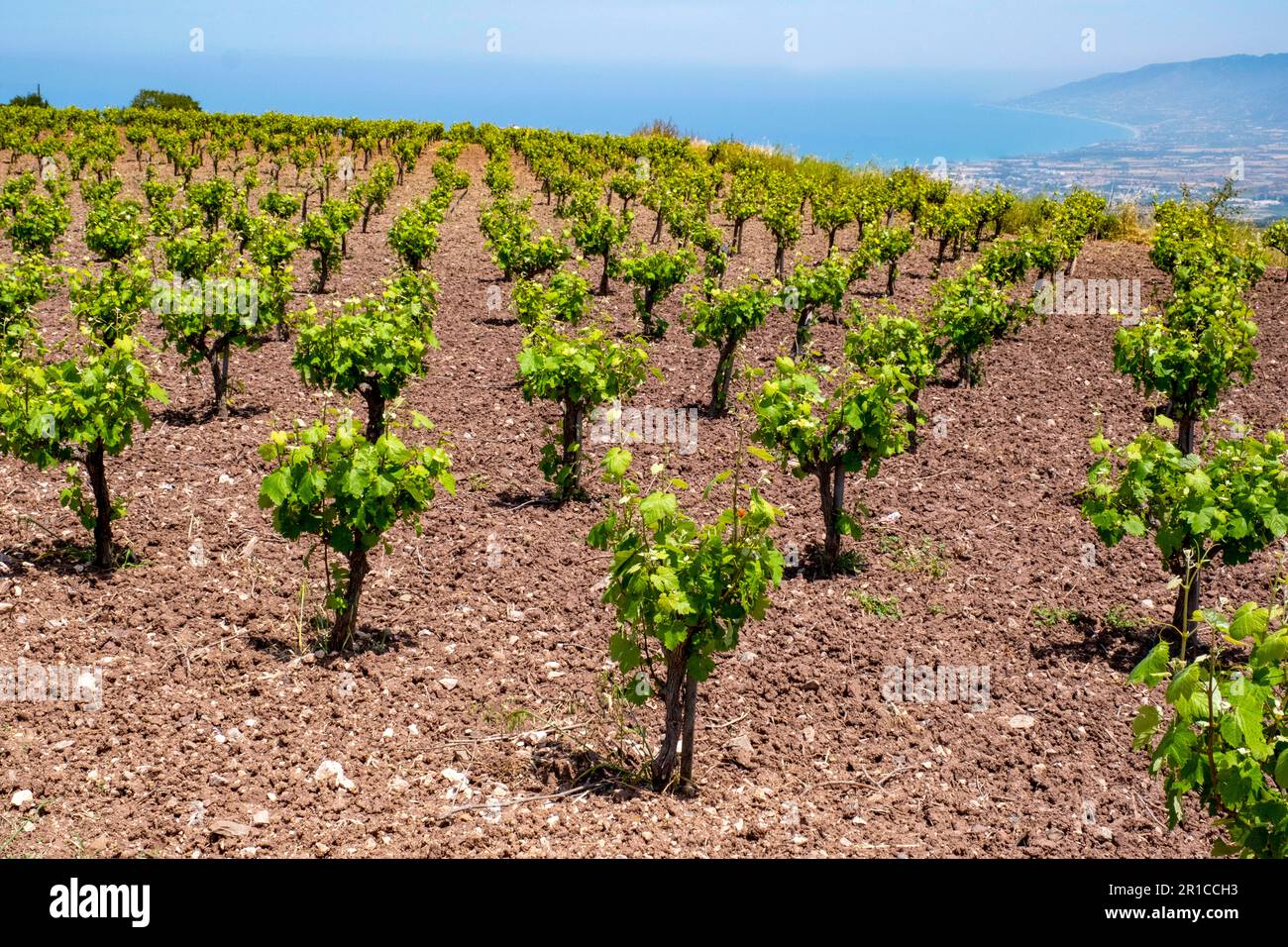 Rebstöcke auf einem Feld auf der Halbinsel Akamas, Zypern Stockfoto