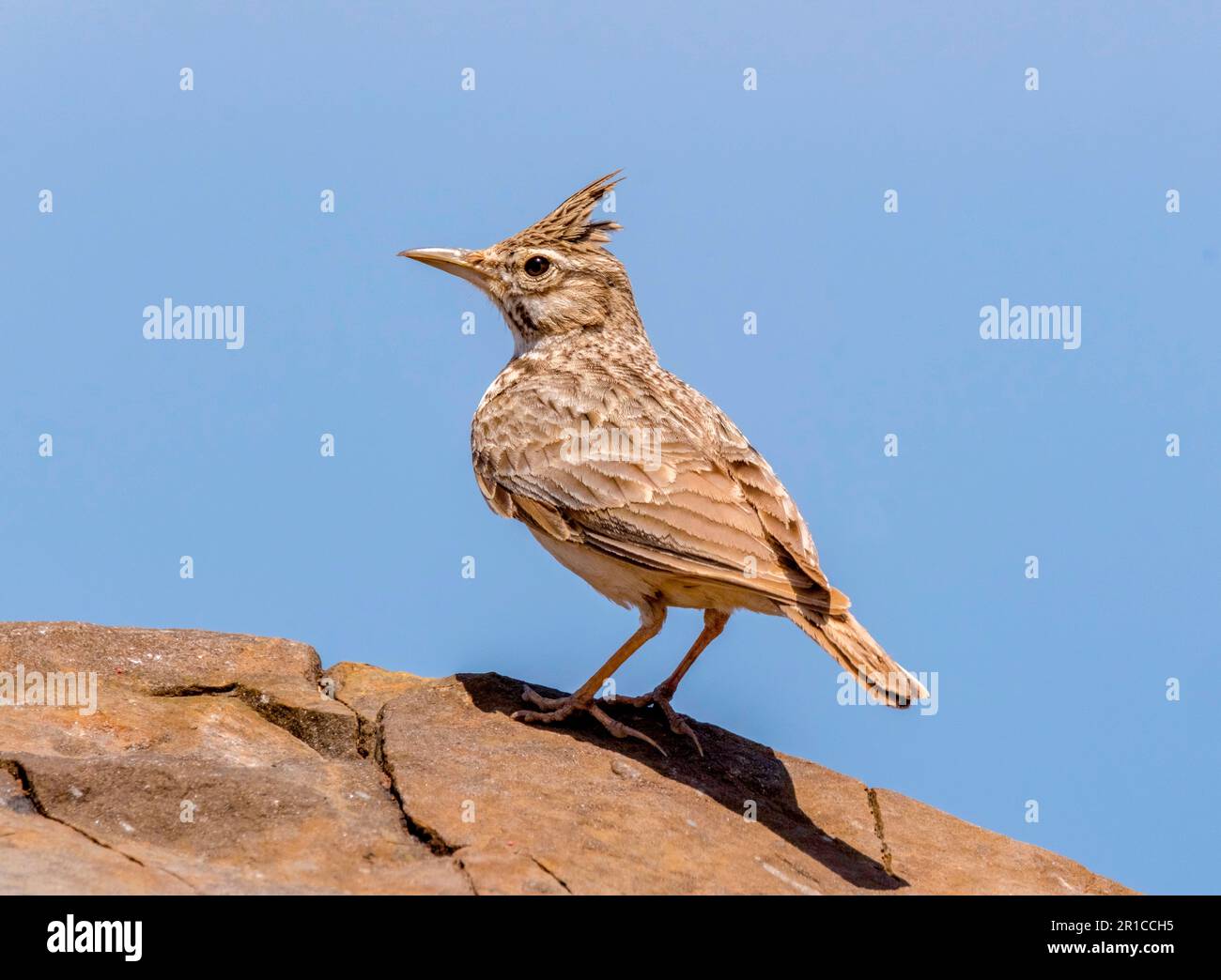 Crested Lark (Galerida cristata) Paphos, Zypern Stockfoto