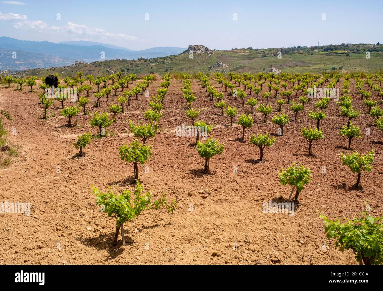 Rebstöcke auf einem Feld auf der Halbinsel Akamas, Zypern Stockfoto