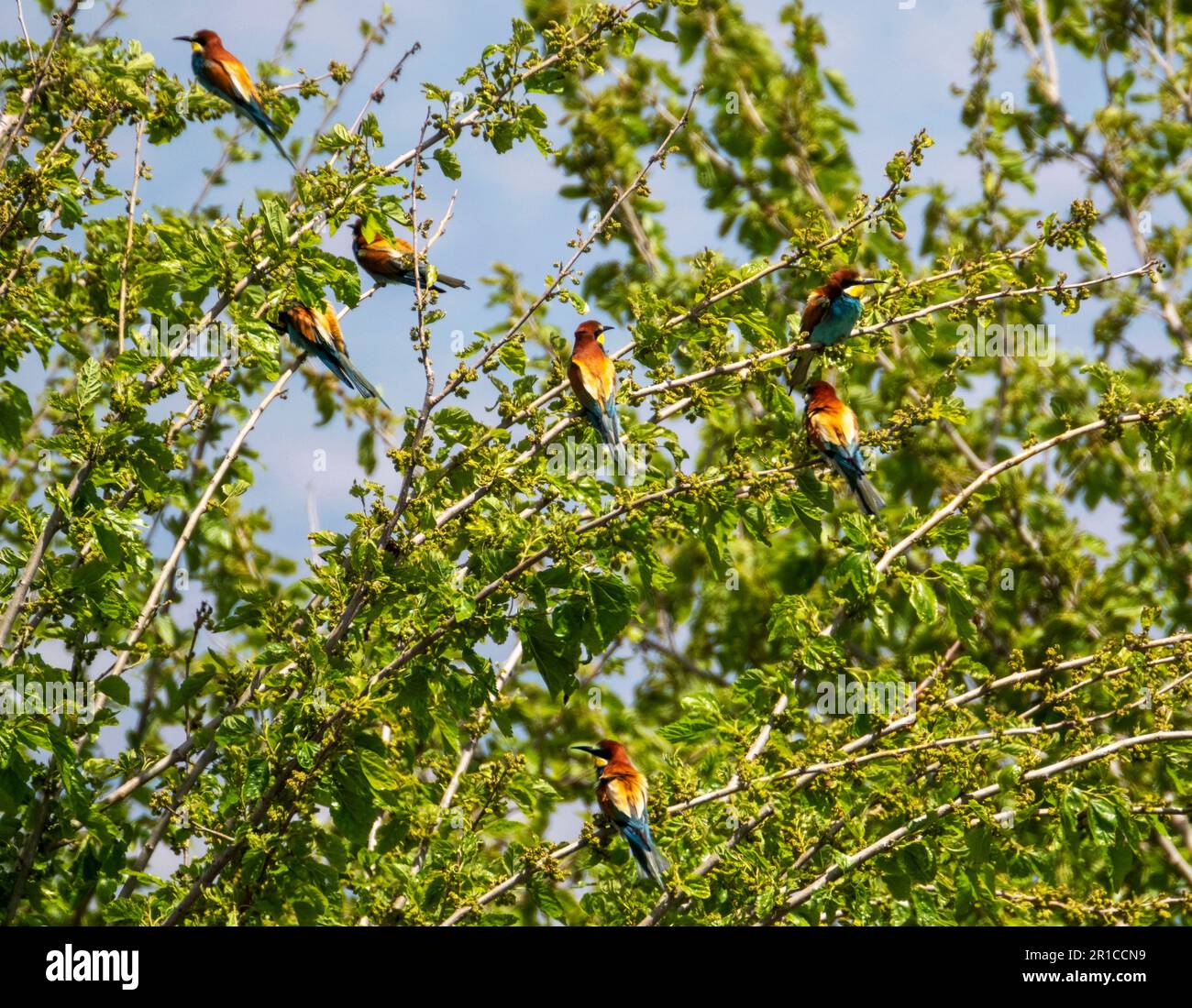 Herde europäischer Bienenfresser auf einem kleinen Baum, Akamas, Zypern. Stockfoto