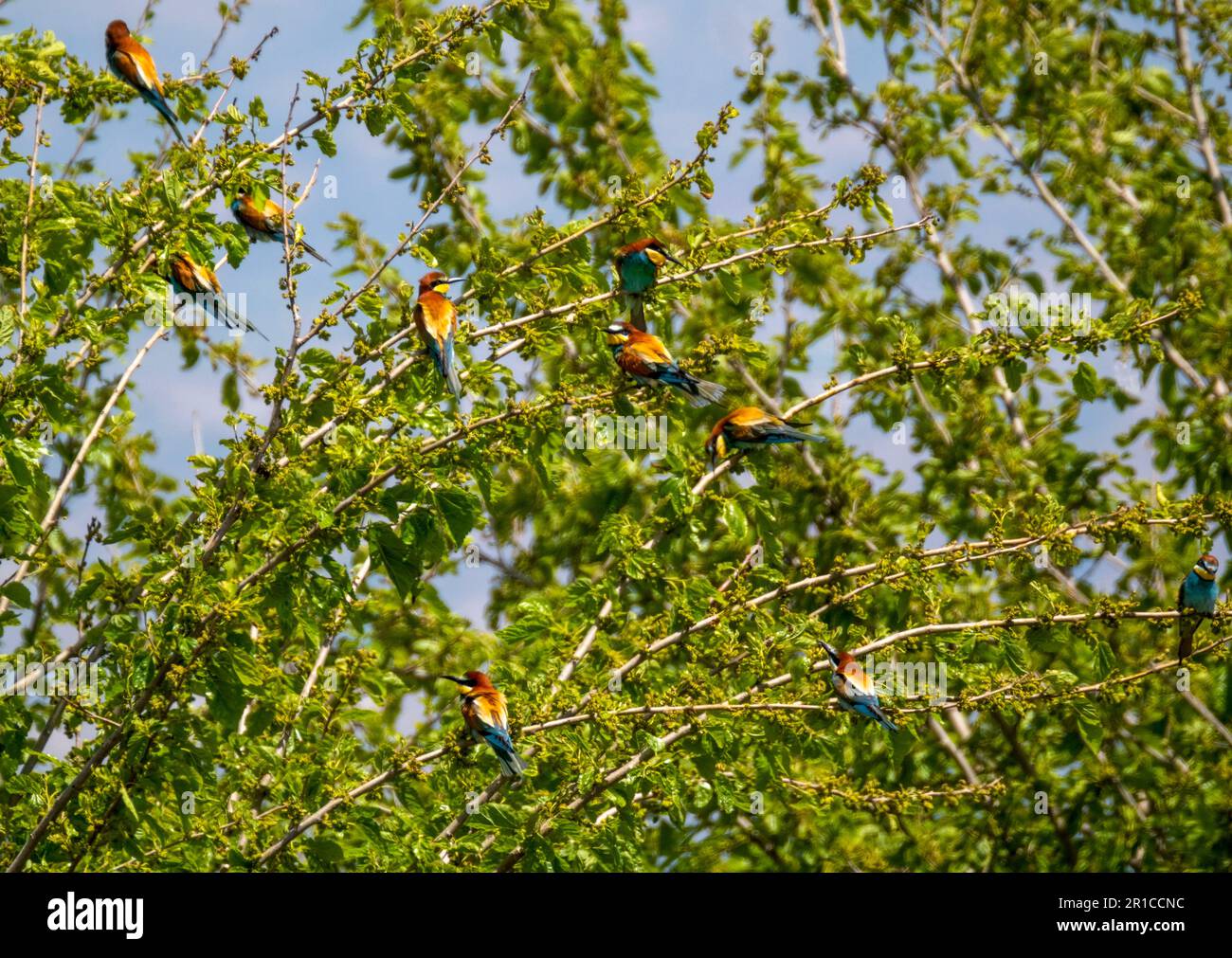 Herde europäischer Bienenfresser auf einem kleinen Baum, Akamas, Zypern. Stockfoto