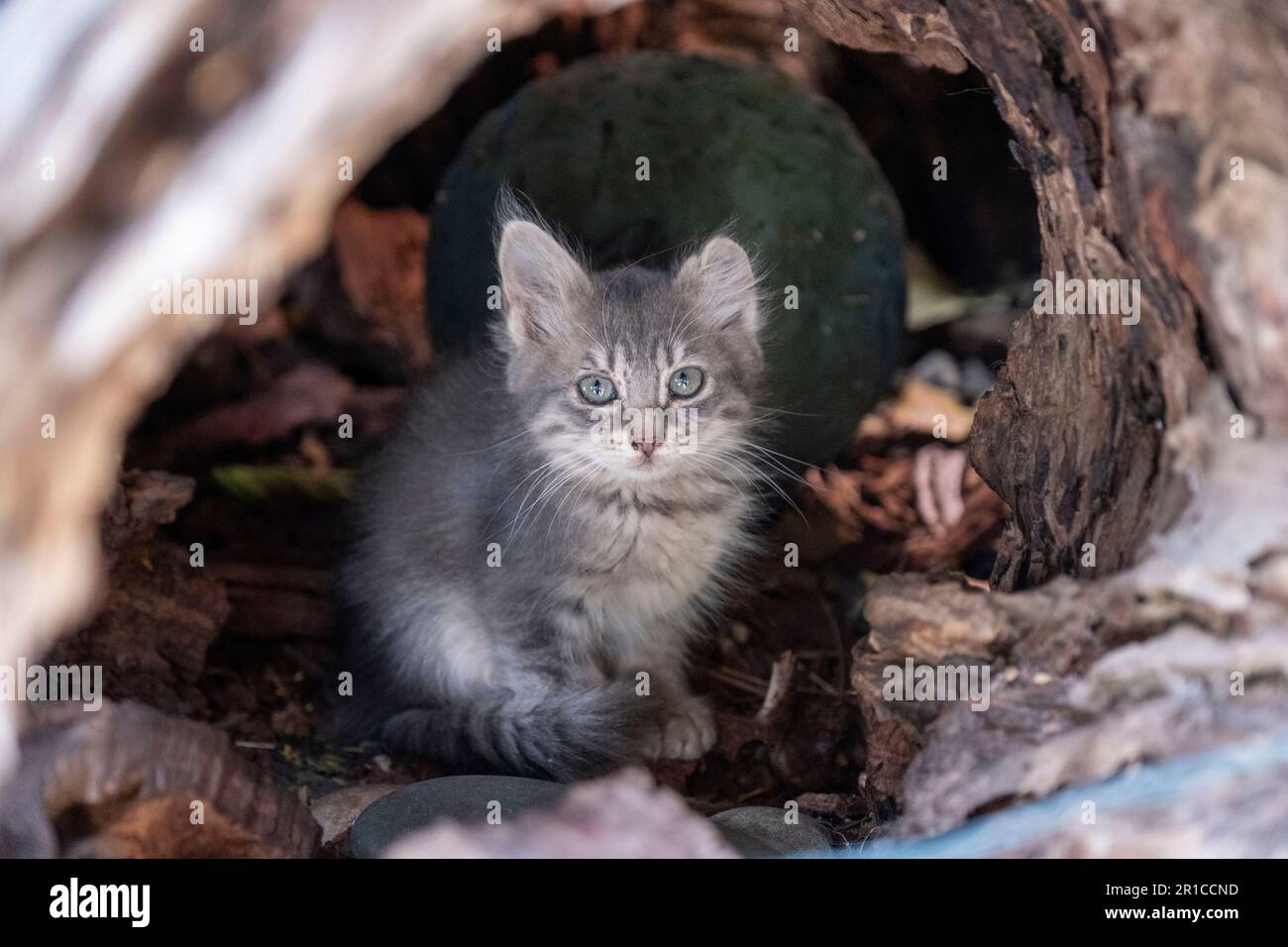 Süßes Kätzchen sitzt in einem Baumstumpf, Akamai, Zypern. Stockfoto