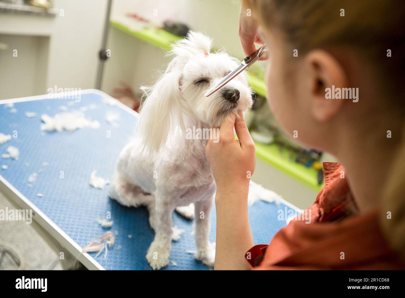 Haarschnitt Maltesisch mit Schere. Der Hund wird im Pet Spa Grooming Salon geschnitten. Nahaufnahme von Dog. Der Hund hat einen Haarschnitt. Der Groomer im Hintergrund. Groomer Konz Stockfoto