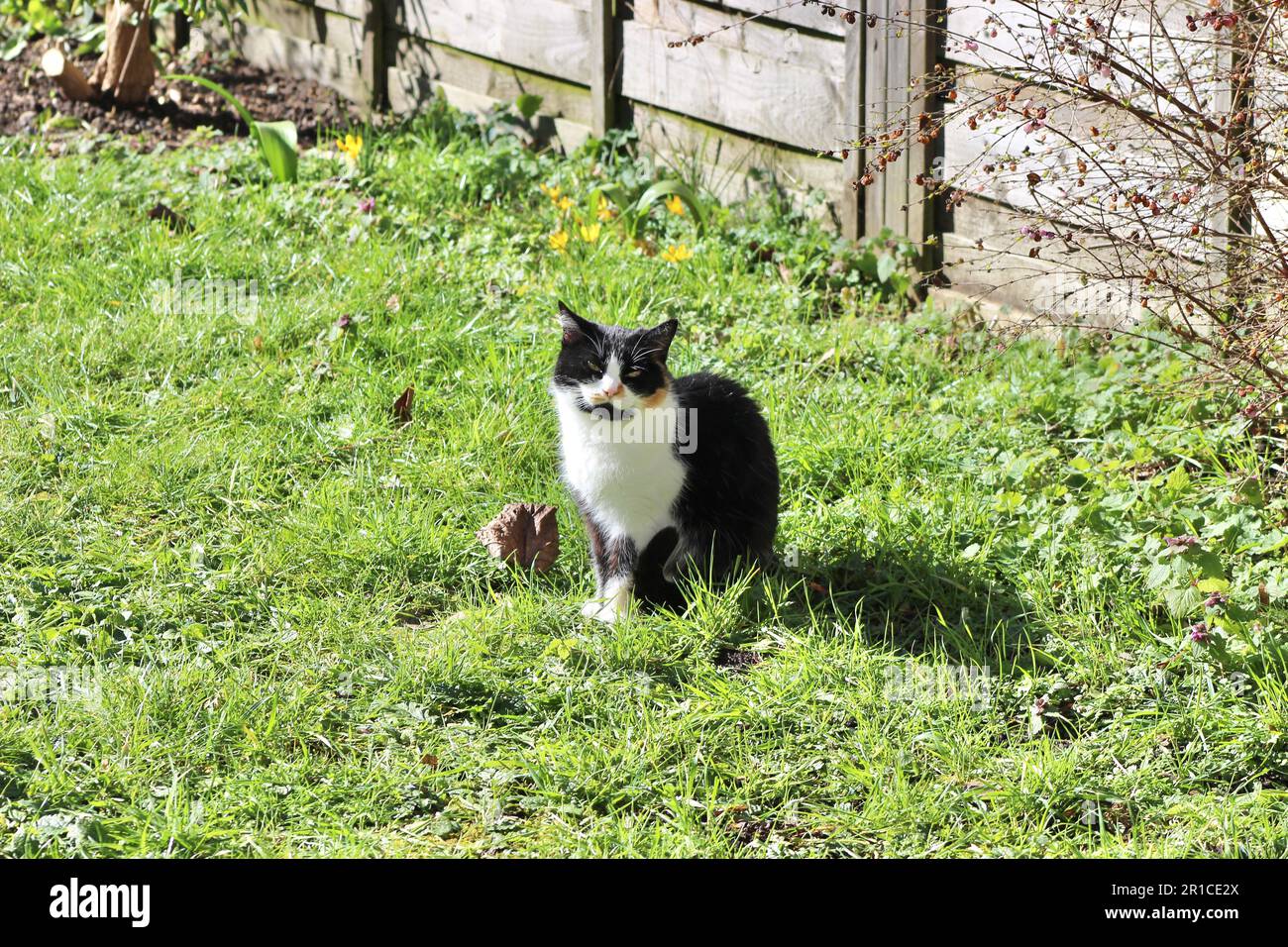 Hauskatze mit kurzen Haaren im sonnigen Garten Stockfoto