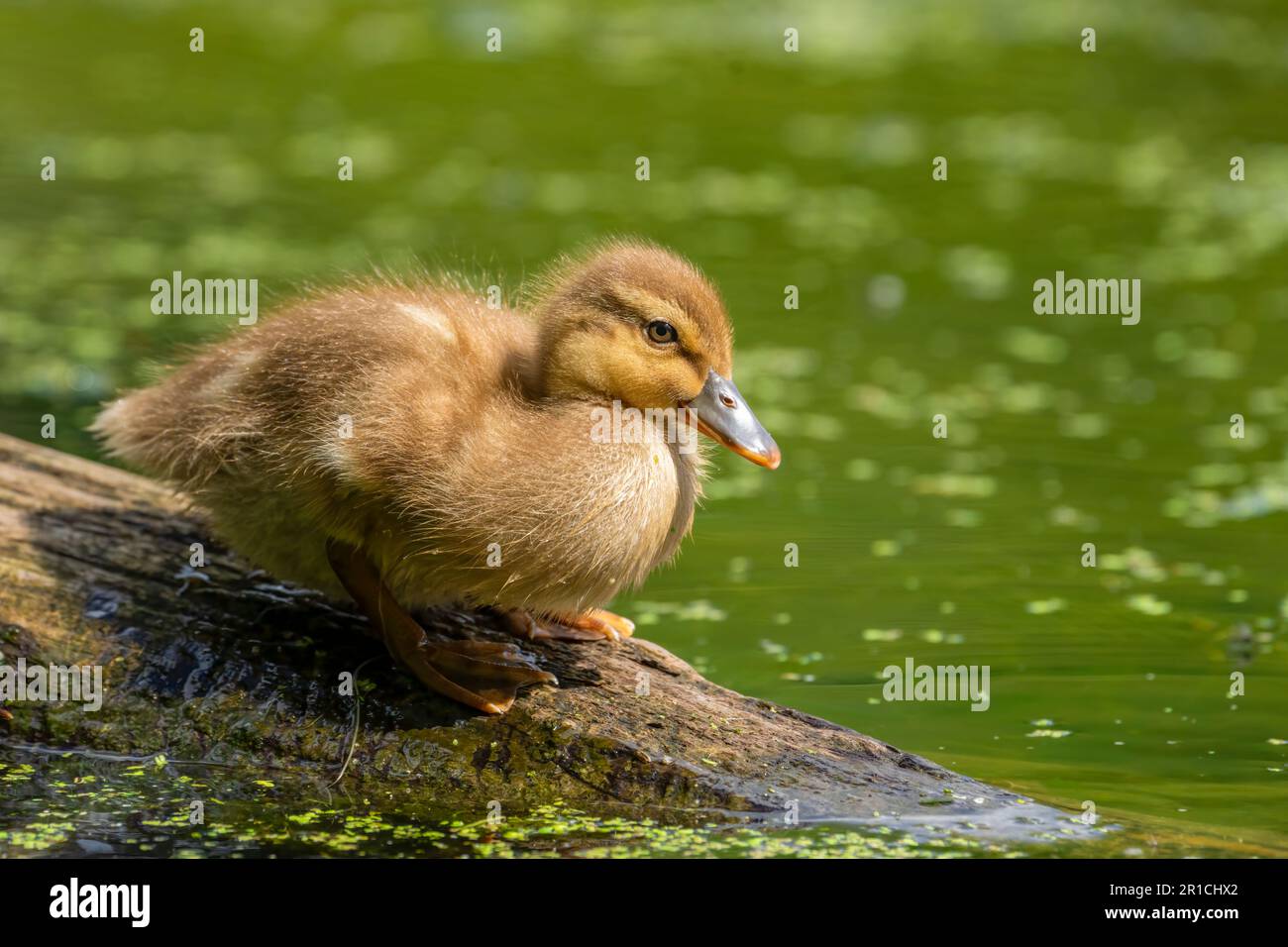 Ein einsames Stockentlein (Anas platyrhynchos), das auf einem teilweise in einem Teich eingetauchten Baumstamm ruht Stockfoto