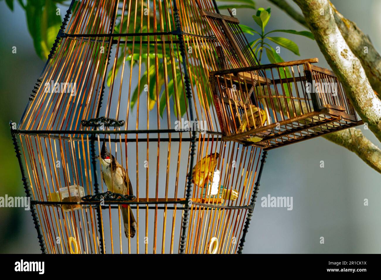 Ein rotes Bollwerk in einer Vogelfalle in einem Vorort Singapurs. Stockfoto