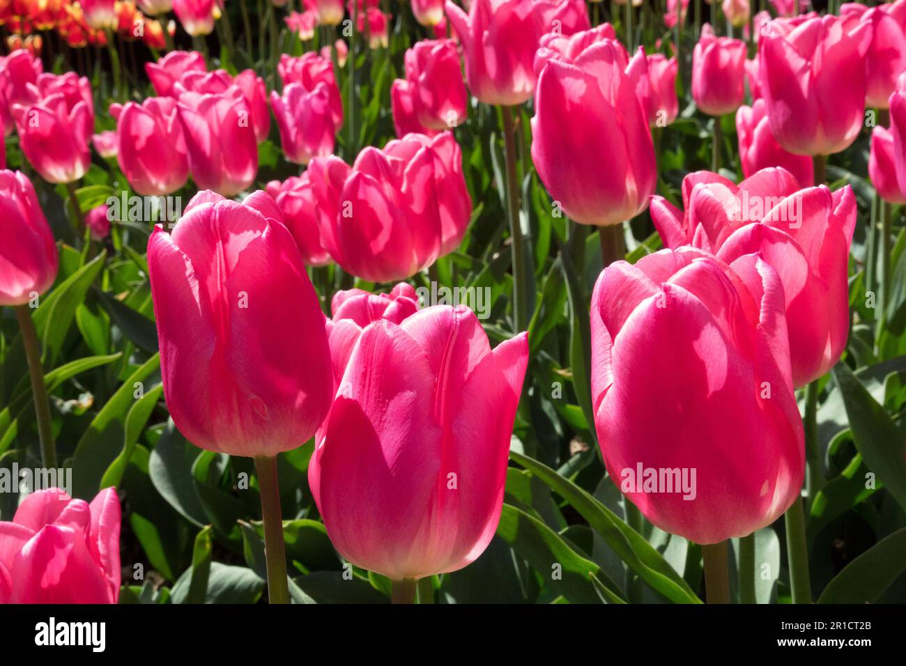 Tulipa „Weihnachtstraum“ Tulpe, Triumph Tulpe, Pink, Tulpen Stockfoto