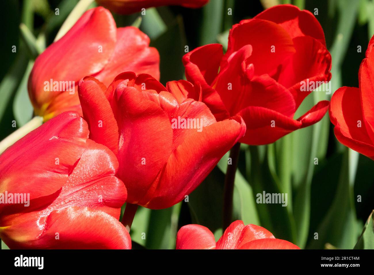 Tulip Cassini Tulipa, Blumen, Tulpen, Rot Stockfoto