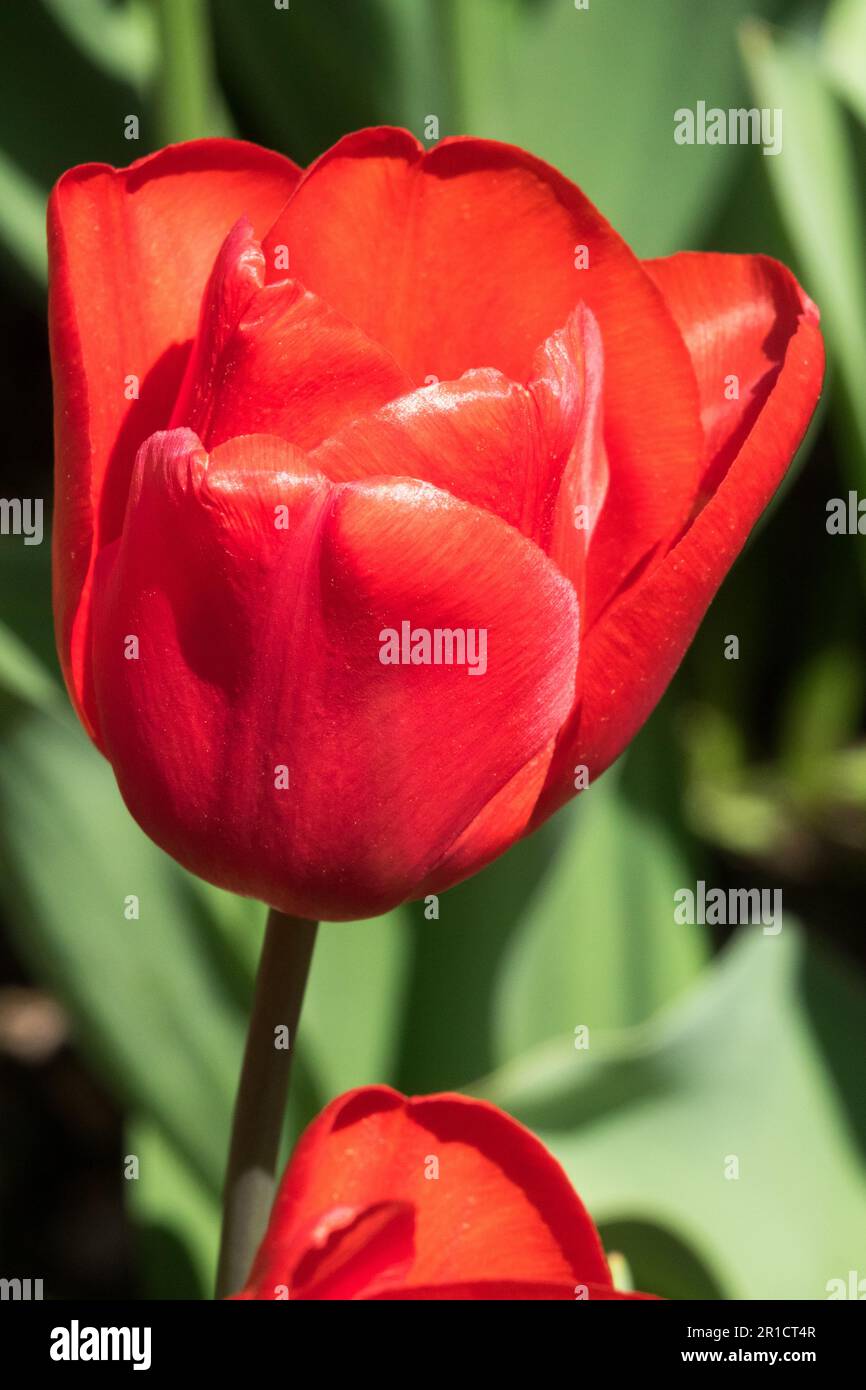 Tulip „Cassini“ Tulipa, Rot, Triumph Tulip, Porträt, Blume Stockfoto
