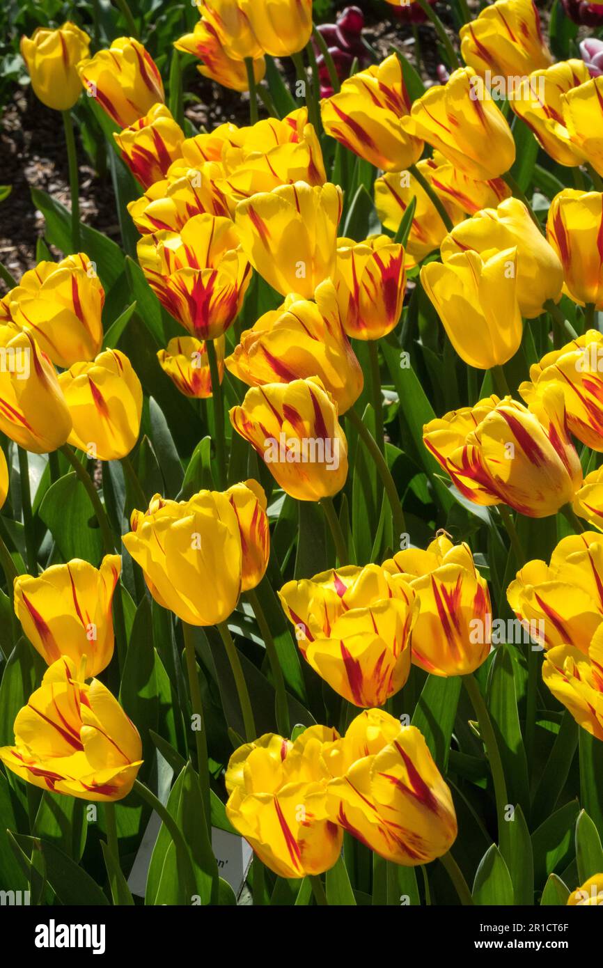 Tulip „Washington“, Tulipa „Washington“, Gelb, Tulpen, Garten, Blumenbeet Stockfoto