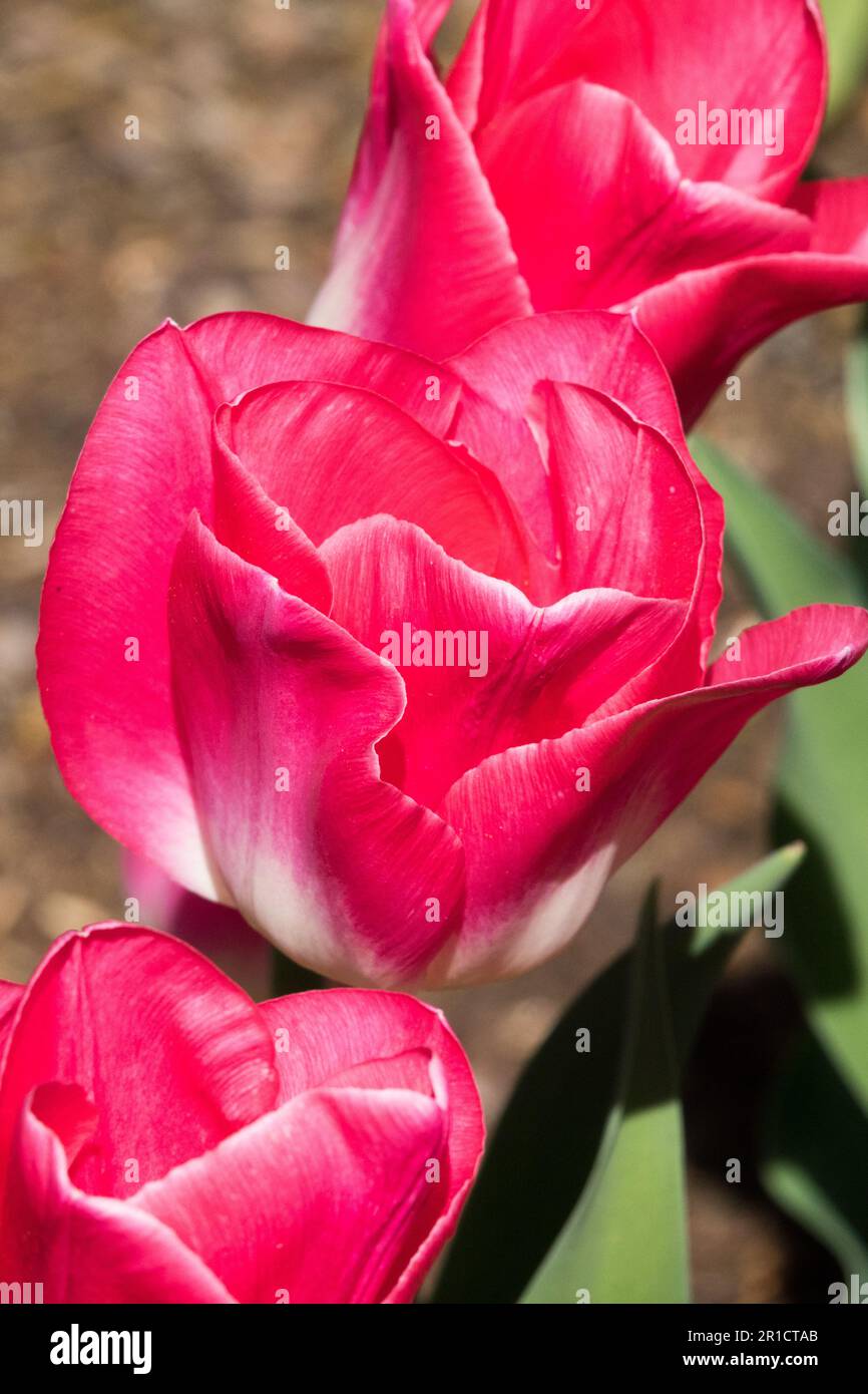Tief, Rosa-Weiß, Base, Triumph, Tulips Tulip „Blenda“ Stockfoto