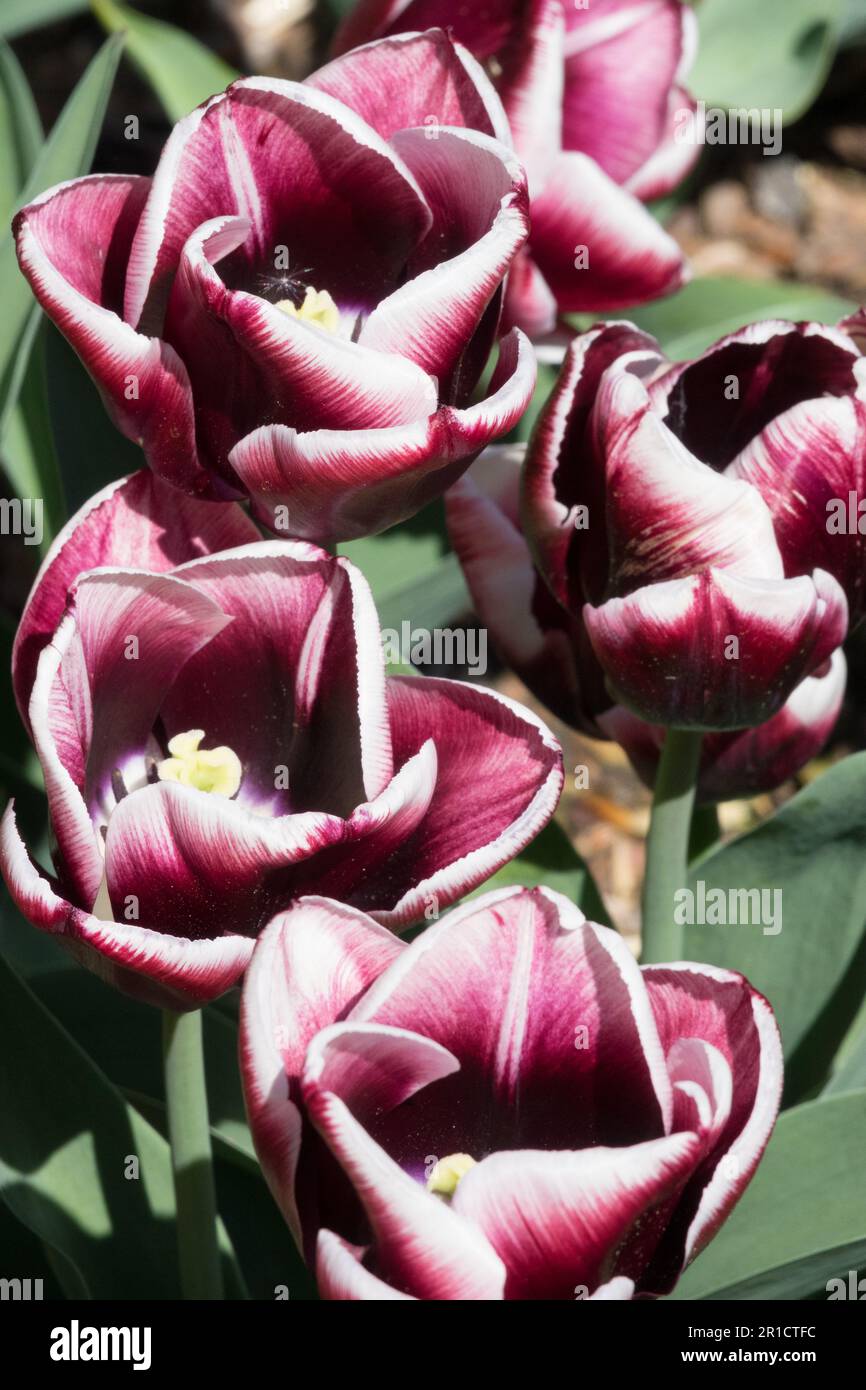 Tulipa „Armani“ besteht aus wunderschönen, kräftigen grünen Blättern mit dunkelrot-violetten Blumen und einem engen weißen Rand Stockfoto