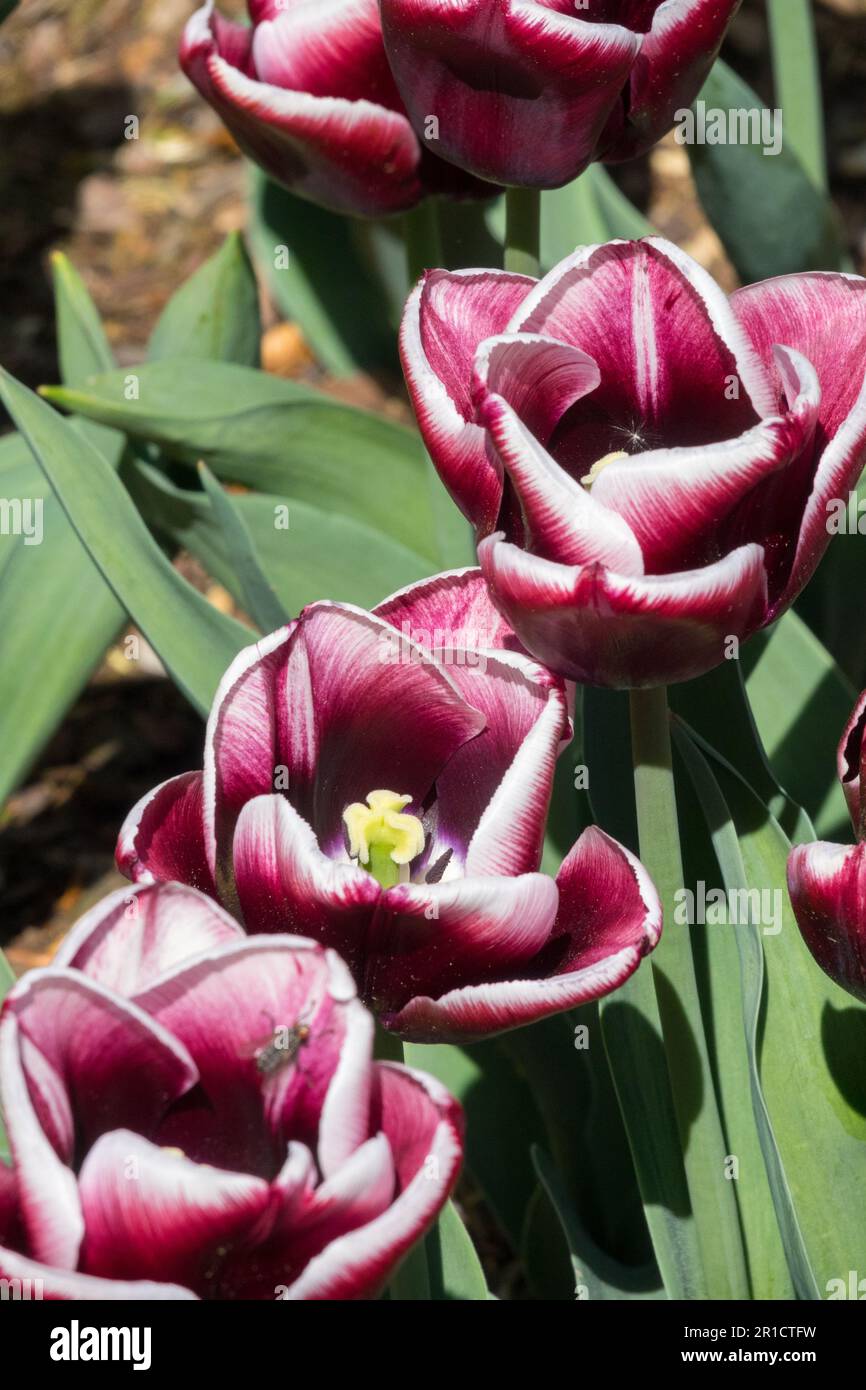 Tulip „Armani“ ist wunderschön, ein dunkelrot-violetter Blumenknospe und ein enger weißer Rand Stockfoto