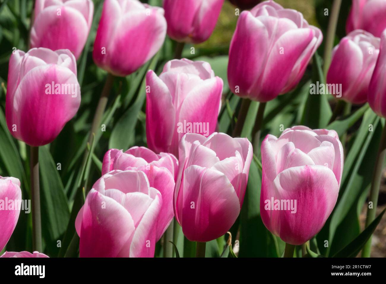 Tulpe 'Beau Monde' Tulpen Stockfoto