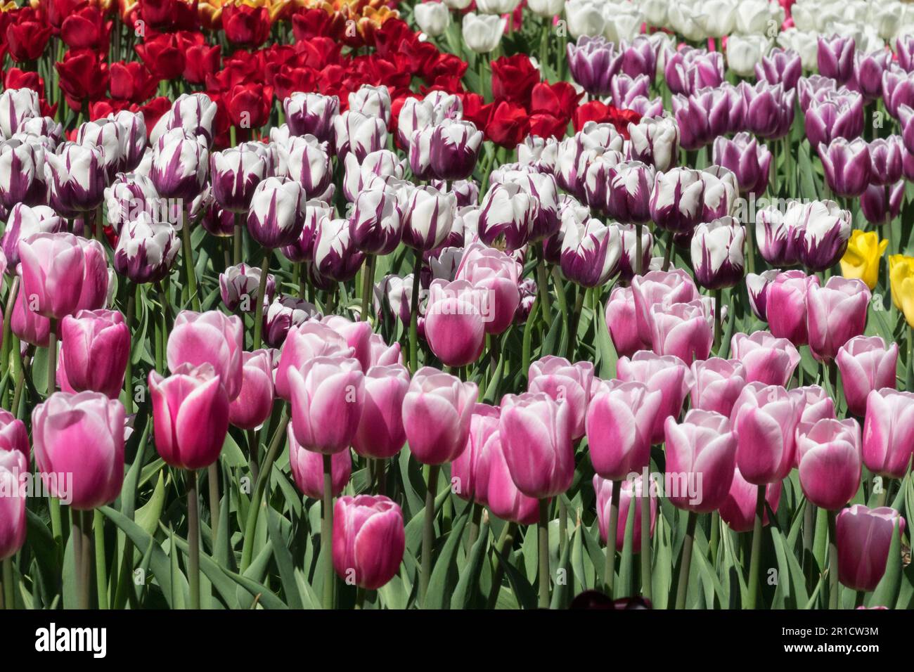 Gemischt, Blühend, Bunt, Blumen, Frühling, Bett, Tulpen, Rosa, Weiß, Rot Stockfoto