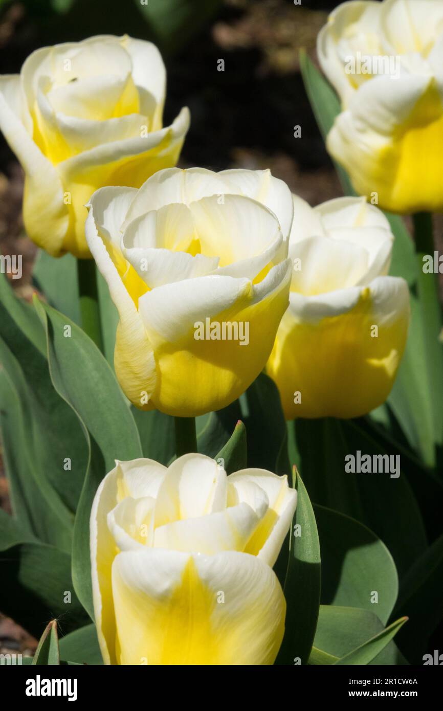 Weißes Gelb, Tulpe „Calgary Flames“, Tulpen, Schön, Kultivar, Triumph Tulpe, Blumen, Gruppe Stockfoto