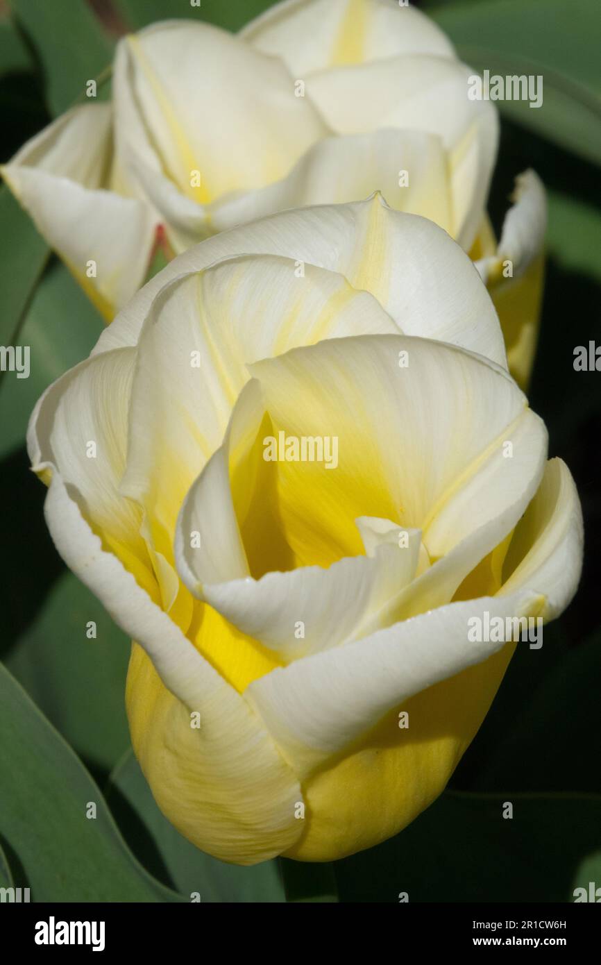 Gelb Weiß, Tulip „Calgary Flames“, Porträt, Tulpen, Triumph, Liliaceae, Blütenblätter, Blühen, Kultivare Tulpenblüten in Becherform Stockfoto