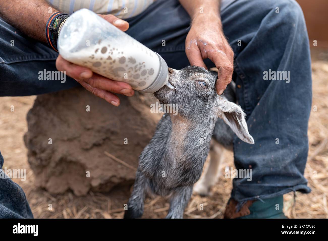 Ein Bauer gibt einer grauen Ziege, die ein paar Tage alt ist, eine Flasche Mill. Schließen Stockfoto