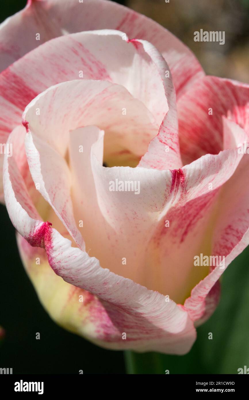 Creme, Tulip Pink White, Tulipa „Calgary Sensation“, Blume, Porträt Stockfoto