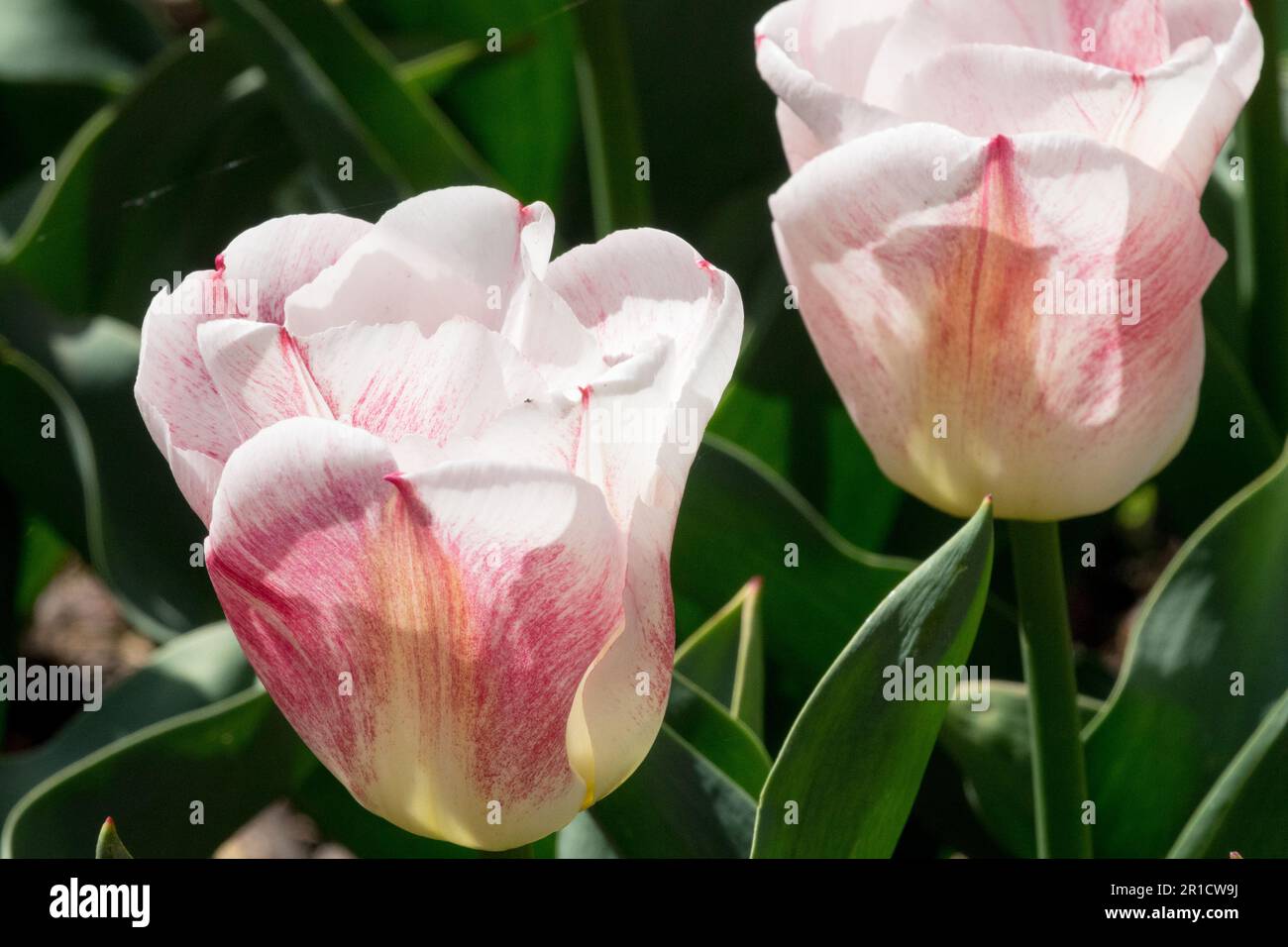 Frühling, White Pink, Tulip „Calgary Sensation“ Stockfoto