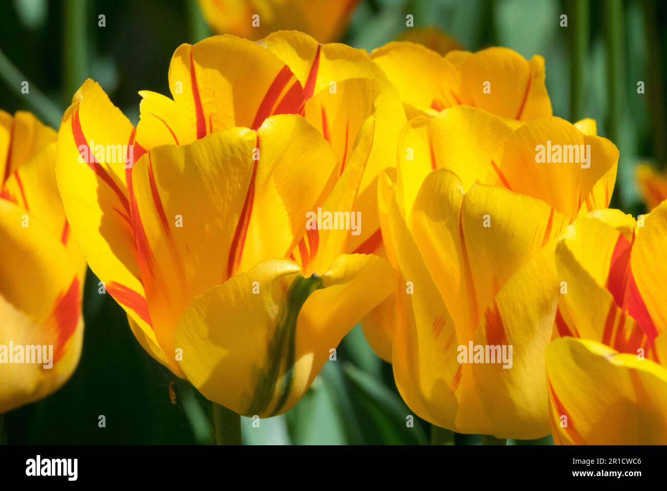 Tulip 'Striped Apeldoorn' Tulipa, Gelb, Tulpe, Kultivar Stockfoto