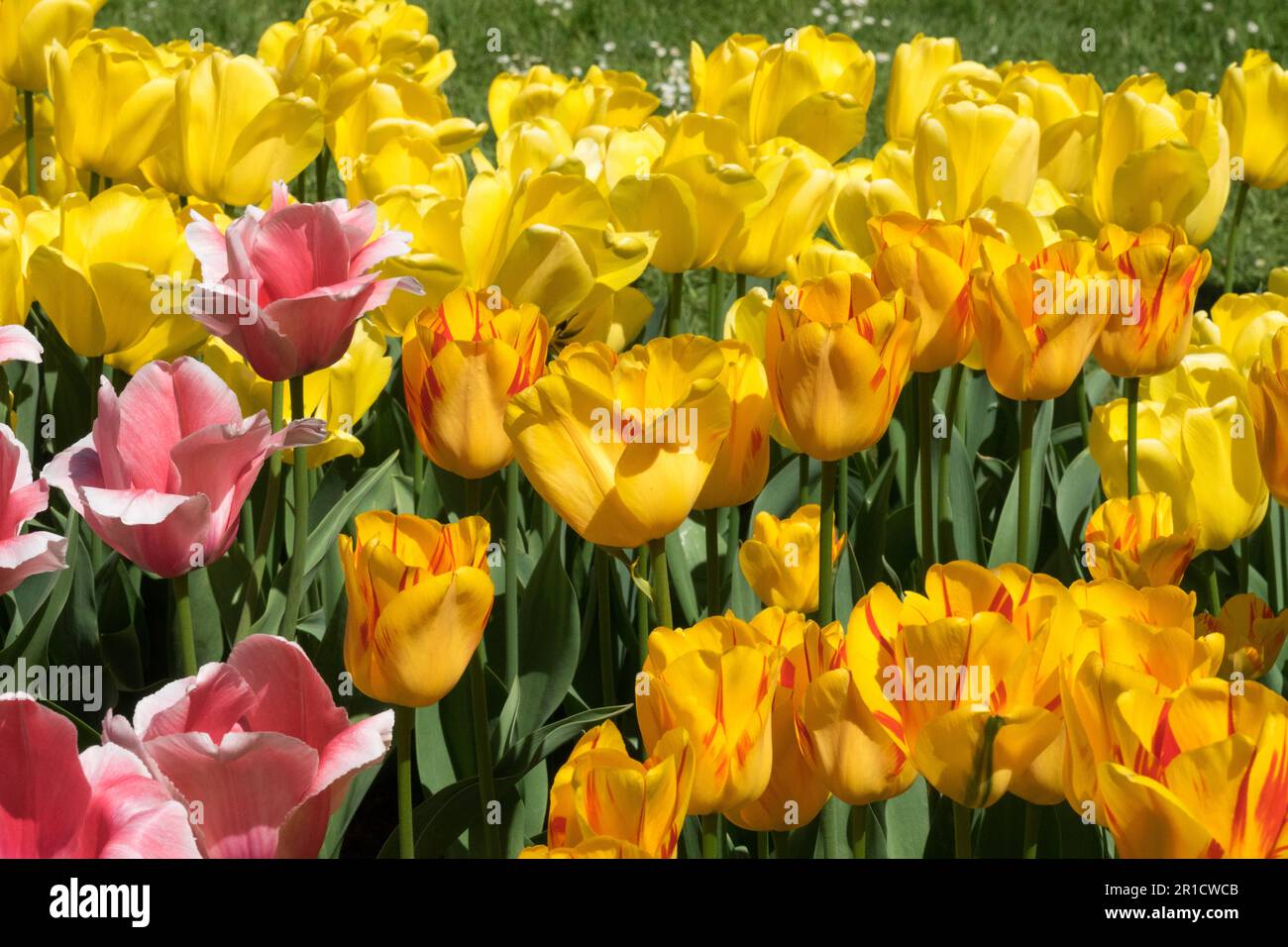 Tulpe „Striped Apeldoorn“, Tulpe „Apricot Impression“, Tulpe „Golden Parade“, Gelb, Tulpen Stockfoto