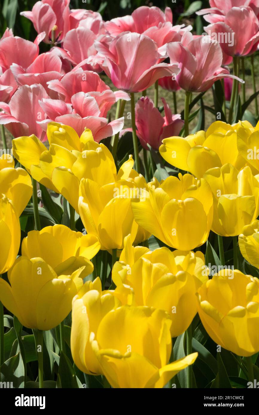 Tulip „Golden Parade“, „Tulip Apricot Impression“, Gemischt, Tulpen, Rosa, Gelb, Garten, Blumenbett Stockfoto