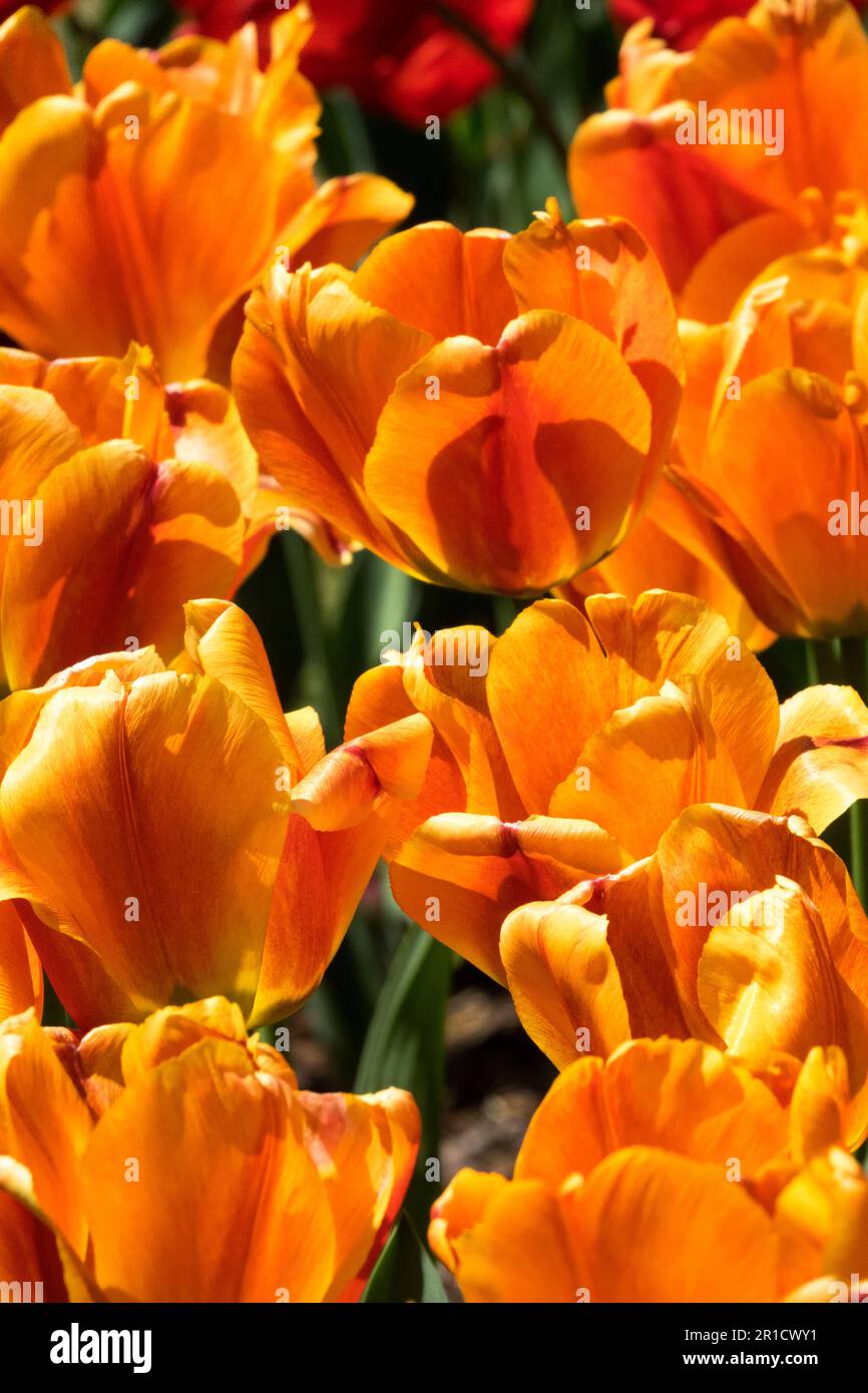 Orange Tulips, Flowers 'Tulipa Cash', Garten, Gruppe Stockfoto