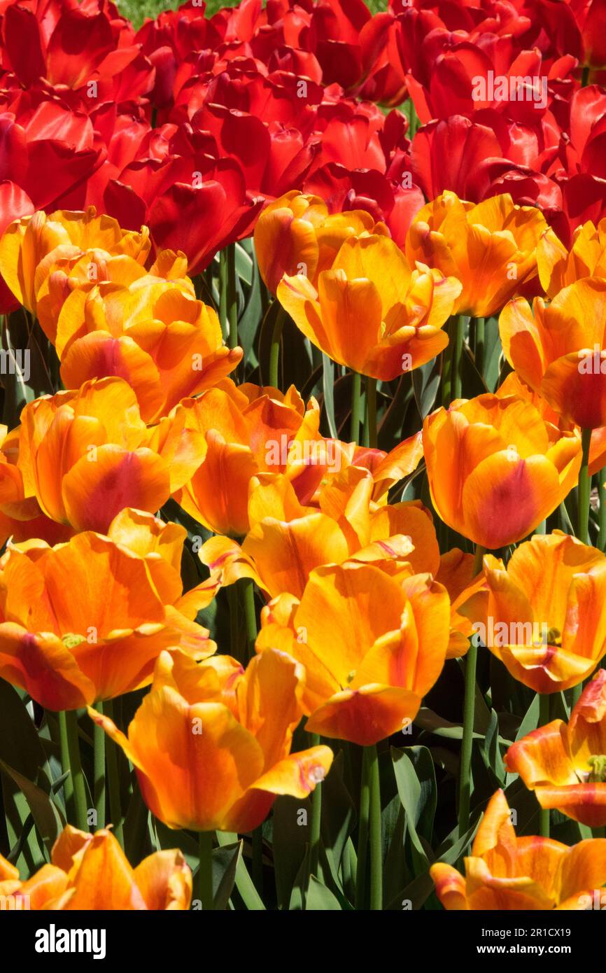 Rote orangefarbene Tulpe „Apeldoorns Elite“ Blumenbeet-Tulpen Stockfoto